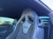2024 Ford Mustang Dark Horse TECH PACK,appearance,RECARO SEATS